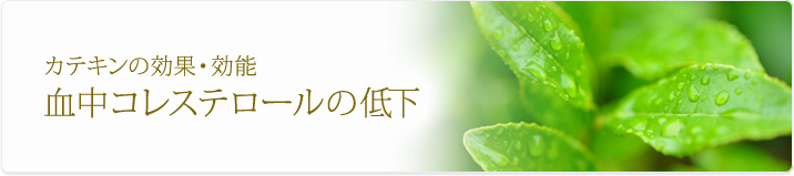 カテキンには血中コレステロールを低下させる効果がある!!