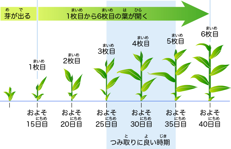 お茶の葉の育ち方