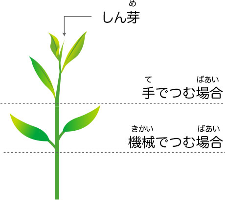 季節が日本と逆の南半球のオーストラリアでも、緑茶の木が育てられているよ。