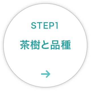 STEP1：茶樹と品種