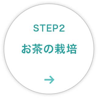 STEP2：お茶の栽培
