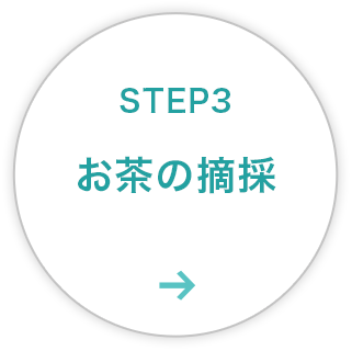 STEP3：お茶の摘採