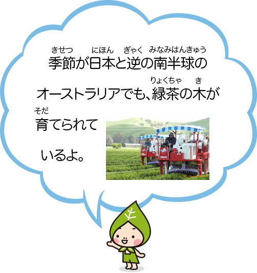季節が日本と逆の南半球のオーストラリアでも、緑茶の木が育てられているよ。
