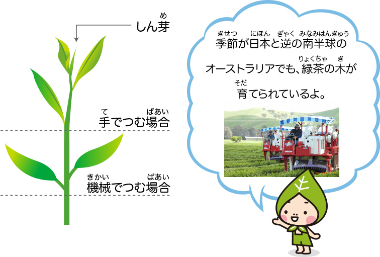 季節が日本と逆の南半球のオーストラリアでも、緑茶の木が育てられているよ。